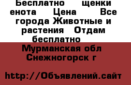 Бесплатно !!! щенки енота!! › Цена ­ 1 - Все города Животные и растения » Отдам бесплатно   . Мурманская обл.,Снежногорск г.